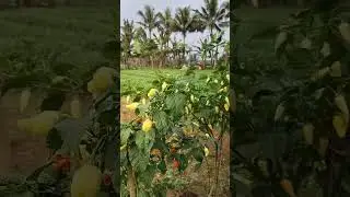 #shortvideo #suasanapedesaan #farming #agrikultur #pertanian #sunda #jabar