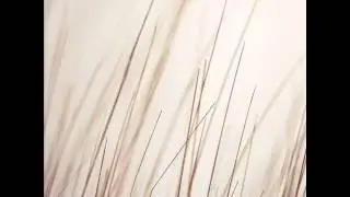 Porya Hatami - White Forest (By Arovane)