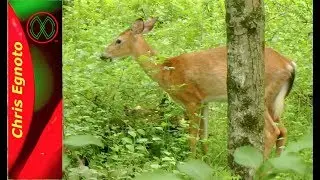 Nature Observation - July Review