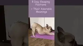 Unbelievable Facts About How Dogs Sleep - You Won't Believe Number 3!
