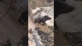 Amazing Wild Boar Sliding In Mountain 🐗⛰️💨 #warthog #pig #boar #viral #short #wildpig #wildlife
