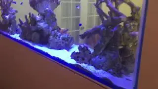 Royal Dottyback