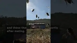 Why Male Bees Are Kicked Out of the Hive Before Winter