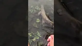 Відпускайте рибку #fishing #1 #2 #3 #7 #мормишинг #bestfishing #bestfishinglures #fesenko #reptiles