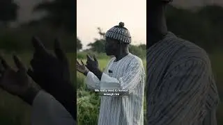 The future of rice in Senegal #climatechange #climatereality #news