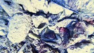 2025 Vathi Octopus eyes