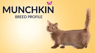 Munchkin Cat Breed Profile History - Price - Traits - Grooming Needs - Lifespan