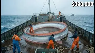 How Fishermen Make $390,000 in 8 Days Oarfish Deep Sea Fishing | Deep Sea Creatures