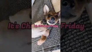 Friday is the Best Day 💘 #pets #doglover #dog #chiweenie #chihuahua