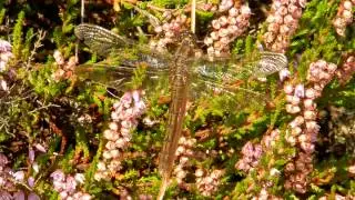 female keeled skimmer
