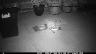 Happy Hedgepigs - 2022-07-21