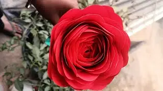 How to make a beautiful big Rose with chart paper 😍 ll #art #diy #craft #artist #rose #papercraft  