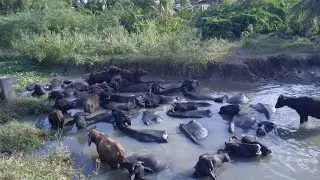 buffalo  swimming  |village cow swimming| beautiful baby buffalo