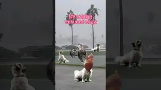 Льёт как из ведра | ИДИОМАТИКИ