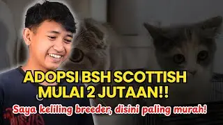 Adopsi Kucing Scottish pipi chubby telinga mingkup dimahar murah banget! War adopter kucing sih ini!