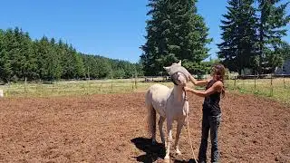 Training a wild horse Day 16 - First time putting fly mask on