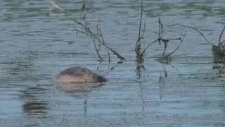 Australian grebe juvenile, learning to hunt