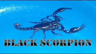 Black Scorpion