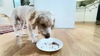 Feeding My Dog His Favorite Meal (His Reaction is Priceless) #dogbreed #dog #dogs #cute #viral 