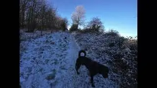 Exploring Snowy Woodlands at Dawn: A Scentsational Morning Walk!! #rottweiler #dachshund #pup  #pet 