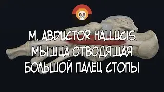 Мышца, отводящая большой палец стопы (m. abductor hallucis) 3D Анатомия