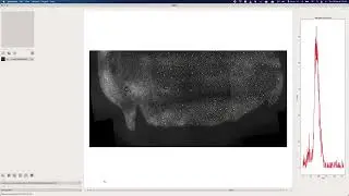 Cell Classification using Yolo style code, no segmentation, no tracking