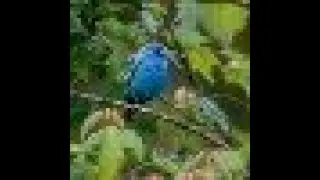 Indigo Bunting - NJ Bird Website