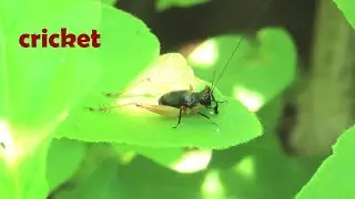 Cute cricket | insects