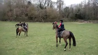 Cantering with the EKWS HArriers