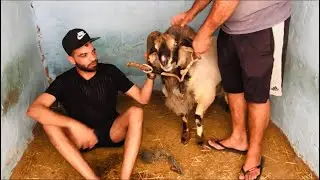 مخزن الفلاڨة سوسة 🏆 8 أكباش رادسة تبكي 😢