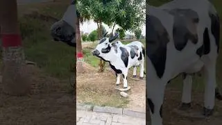 кто хороший, подожди конца коровы 🐮😂 короткие видео