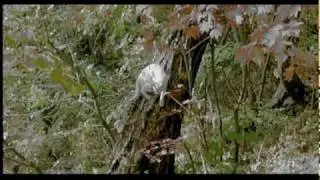 Printemps, &Eacute;t&eacute;, automne, hiver et.... printemps amv full ver