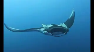 Manta Mania! Close encounters in Socorro