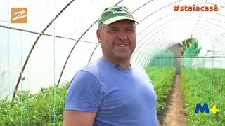 Familia Nichita din satul Colibași, raionul Cahul, dezvoltă o afacere de creștere a roșiilor în sere