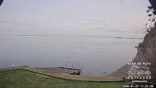 🌊 LIVE: Dungeness Bay EAST- Serene Coastal Views & Wildlife 🦅🐟
