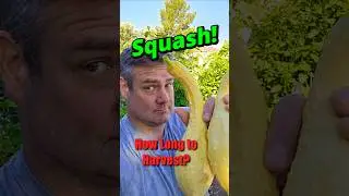 Harvest Squash Before It&rsquo;s Too Late! #squash #gardening #vegetablegarden