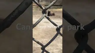 Amazing Canada high park