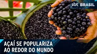 Bom para a saúde e para o paladar, açaí ganha os olhos do mundo | SBT Brasil (21/08/24)