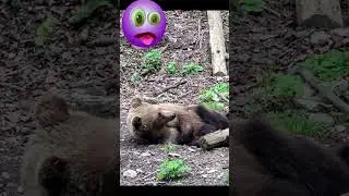 #nature #bear #природа #медведь