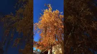 Удивительные осенние краски