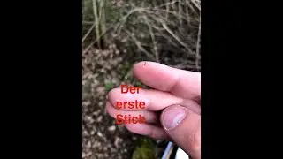 Der Weg zum Hobbyimkern mit Dadant - Sonderteil - Der erste Stich