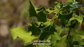 Habitat Condition Assessment Guidance- Hedgerows