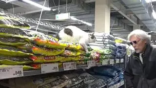 猫買い物＊ニャン