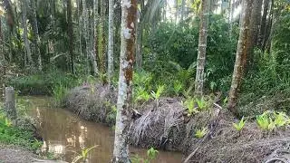 Dampak Intrusi Air Laut Terhadap Kualitas Air Perkebunan Kelapa Indragiri Hilir