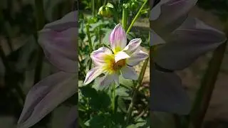 A Quiet Nature Moment 🌿 | Travel Snippets #Shorts