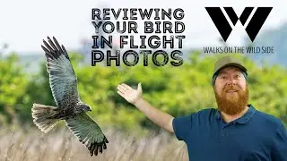 Обзор фотографий вашей птицы в полете: Walks With You Episode 2