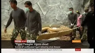 Temple tigers - half die since rescue (Thailand) - BBC News - 16th September 2019