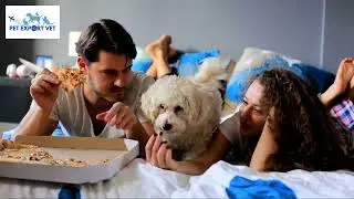 Expert Veterinary Pet Travel for Hong Kong Paw Parents
