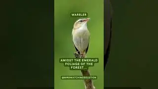 Warbler Quotes That Will Make You Think About Life! #birdwatching #birding #birdingcommunity #birds