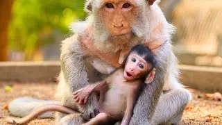 Cool MaMa Berry sleeps to feed infant Berron monkey and slumber together